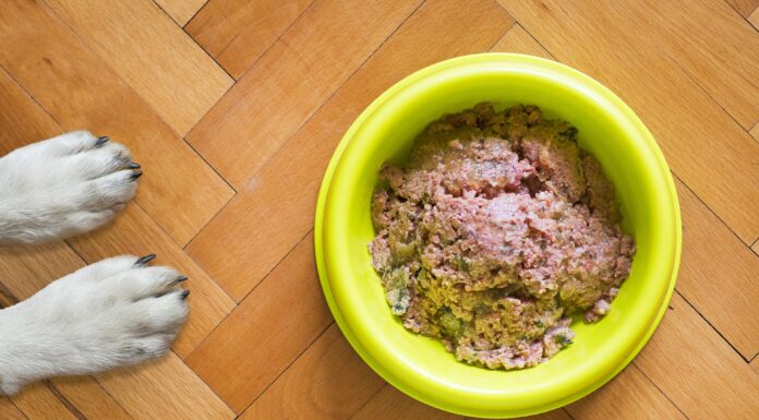 Cost Comparison: Which Type of Dog Food Fits Your Budget?
