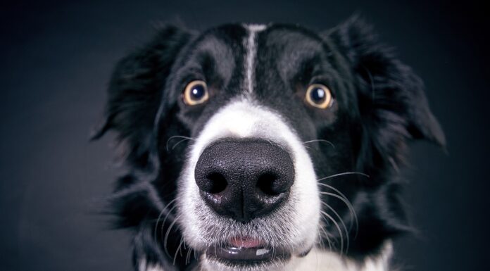 Identify Pet Food Allergies: Master Elimination Diets Effectively