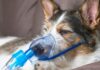 Unusual And Potentially Fatal Respiratory Illness Sickening Dogs Across The US