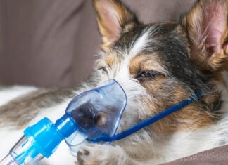 Unusual And Potentially Fatal Respiratory Illness Sickening Dogs Across The US