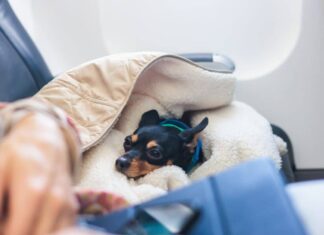 The Newest Airline For Dogs, BARK Air, Officially Takes Off In Its First Flight