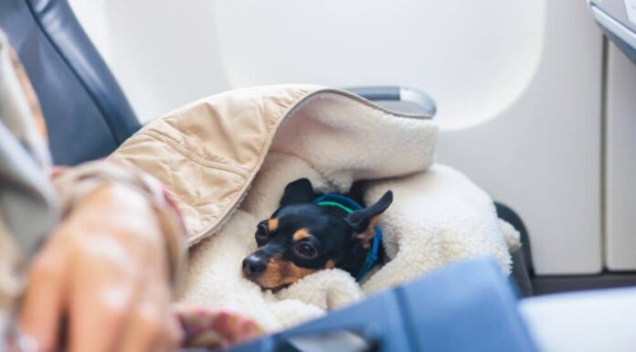 The Newest Airline For Dogs, BARK Air, Officially Takes Off In Its First Flight