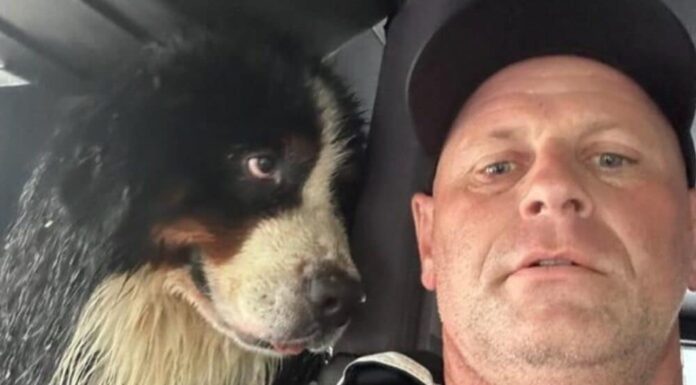 ‘Dog’s Eyes Says It All’: Photo Of A Dog Rescued By Florida Firefighters After Hurricane Milton Goes Viral