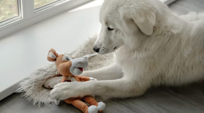 Study Reveals Dogs Remember Toy Names Even After Years Of Not Seeing Them