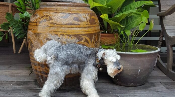 Dog Marking Territory 101: How To Prevent Dog Marking In The House