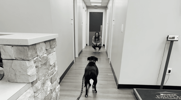 Dog Who Is Afraid Of The Vet Meets Her Newest Vet, And It’s Someone She Never Expected