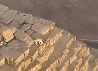Dog Climbed The Great Pyramid Of Giza To Bark At Birds, Gets Spotted On A Paraglider’s Camera