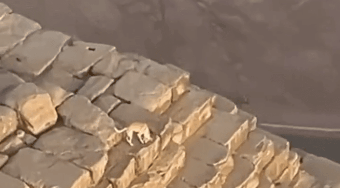 Dog Climbed The Great Pyramid Of Giza To Bark At Birds, Gets Spotted On A Paraglider’s Camera