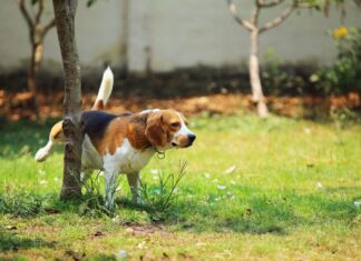 Dog Training 101: How to Train a Dog to Use the Bathroom