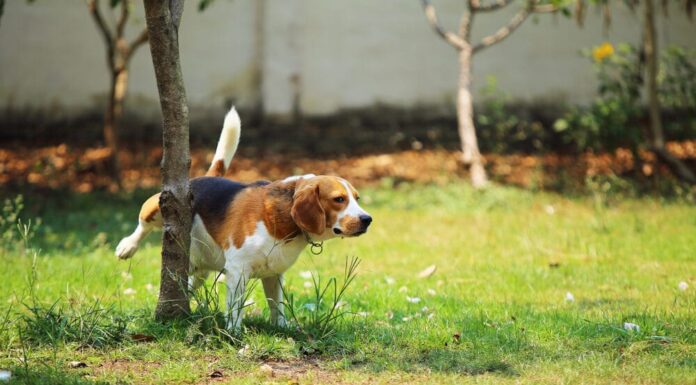 Dog Training 101: How to Train a Dog to Use the Bathroom