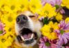 Seasonal Allergies In Dogs: Spring Edition
