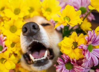 Seasonal Allergies In Dogs: Spring Edition