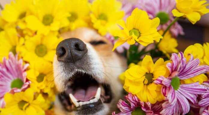 Seasonal Allergies In Dogs: Spring Edition