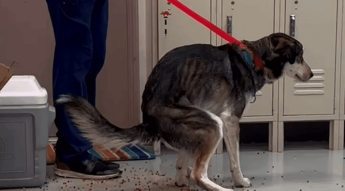 ‘Colorful Chaos Contained’: Dog Poops ‘Rainbow’ After Mistakenly Eating Orbeez