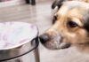 6 Dog Proof Trash Cans That Can Survive A Dog’s Curiosity