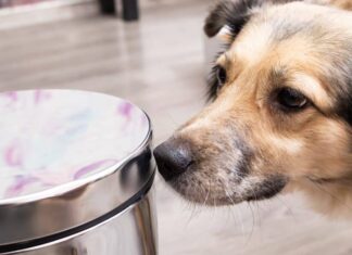 6 Dog Proof Trash Cans That Can Survive A Dog’s Curiosity