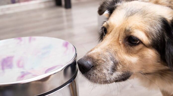 6 Dog Proof Trash Cans That Can Survive A Dog’s Curiosity