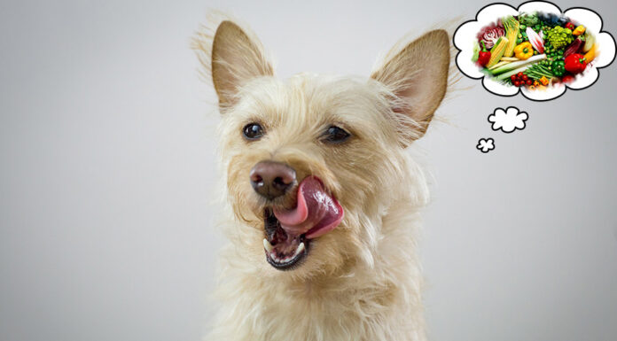 Is a Vegan Diet Healthy for Dogs or Against Nature? Dog thinking about vegetables