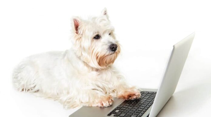 Weekly Roundup: Funny Dog Posts From Last Week (Jul 08)