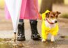 5 Dog Walking Essentials On A Rainy Day