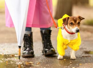 5 Dog Walking Essentials On A Rainy Day
