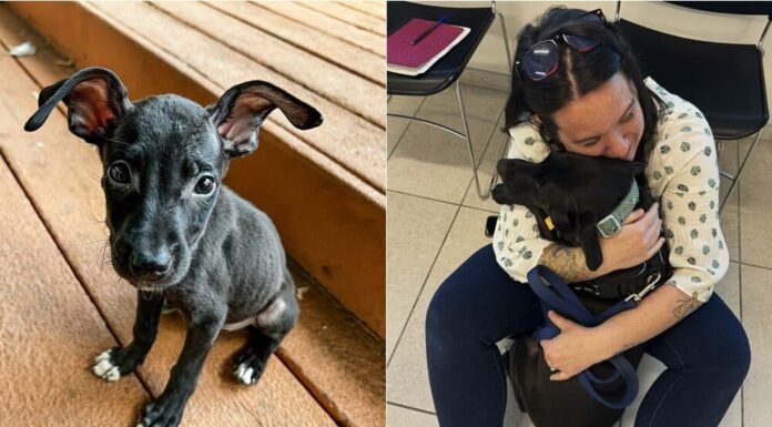 Dog Who Was Left For Dead As A Puppy Reunites With Foster Mom A Year Later