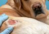 6 Of The Most Common Dog Skin Conditions
