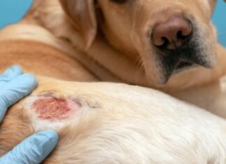 6 Of The Most Common Dog Skin Conditions