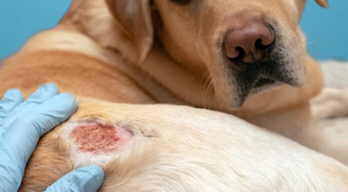 6 Of The Most Common Dog Skin Conditions