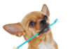 Top Foods and Treats to Boost Your Pet’s Dental Health Dog with toothbrush