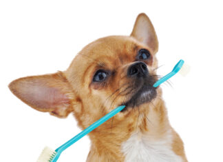 Top Foods and Treats to Boost Your Pet’s Dental Health Dog with toothbrush
