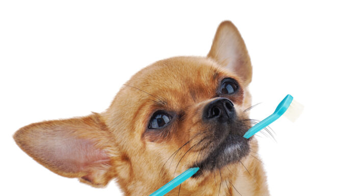 Top Foods and Treats to Boost Your Pet’s Dental Health Dog with toothbrush
