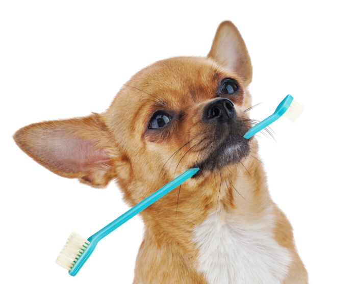 Dog with toothbrush