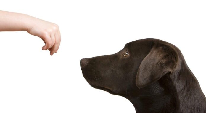 Prevention Is Key: Keeping Your Dog And Others Safe from Dog Bites