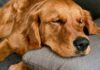 5 Useful Tips To Help Your New Pup Sleep Through The Night