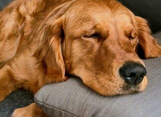 5 Useful Tips To Help Your New Pup Sleep Through The Night