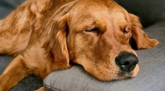 5 Useful Tips To Help Your New Pup Sleep Through The Night