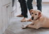 Pest Control Prevention Tips for Pet Owners