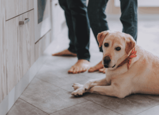 Pest Control Prevention Tips for Pet Owners