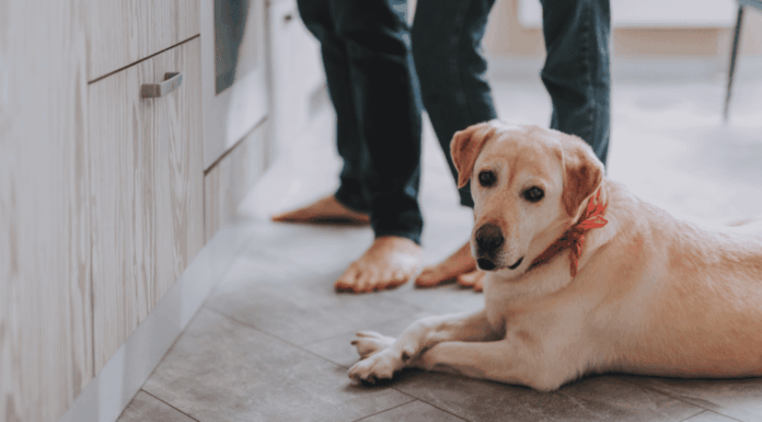 Pest Control Prevention Tips for Pet Owners