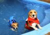Dogs And Summer Fun: A Guide To Safely Introduce Your Dog To Water