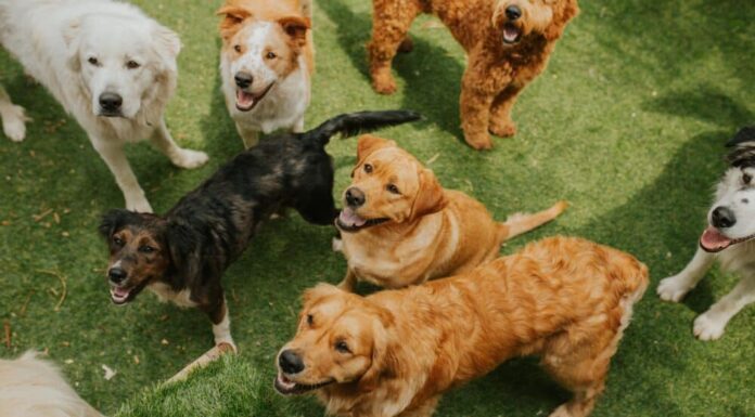 New Study Finds That Purebred Dogs Are, In Fact, Not More Prone To Health Problems