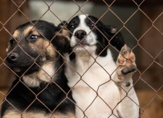 Shelter Dogs Appear Less Stressed And Get Adopted Quickly When Paired With A Buddy, Study Finds