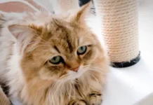 5 Compelling Reasons Not to Punish Your Cat