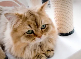 5 Compelling Reasons Not to Punish Your Cat