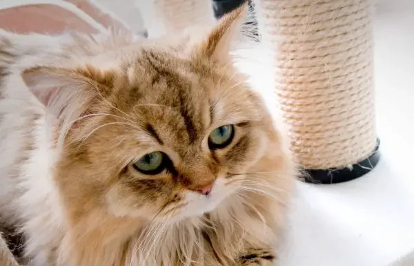 5 Compelling Reasons Not to Punish Your Cat