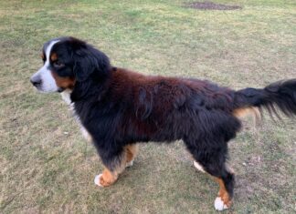 Understanding Why Your Pet’s Black Coat Became Red