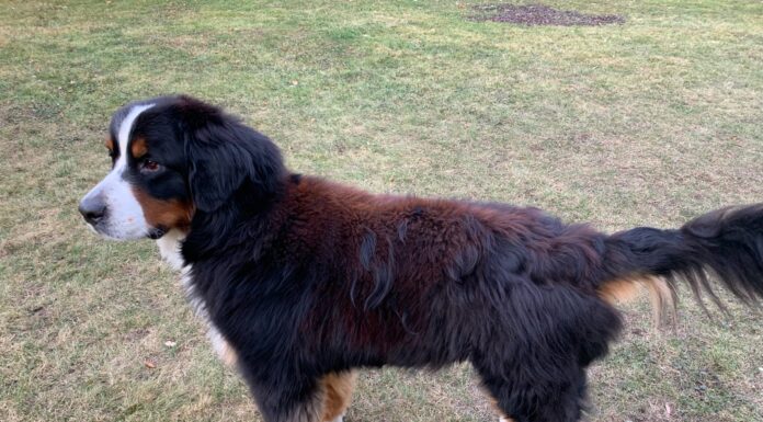 Understanding Why Your Pet’s Black Coat Became Red