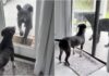 WATCH: Woman Captures ‘Heart-Stopping’ Encounter Between Her Dog And A Black Bear