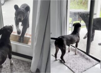 WATCH: Woman Captures ‘Heart-Stopping’ Encounter Between Her Dog And A Black Bear